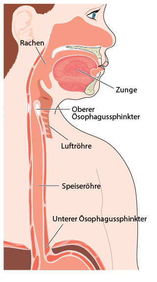 Übersicht über die Sphinkter