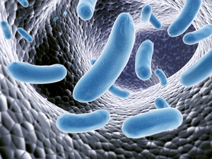 Illustration von Bakterien im Darm